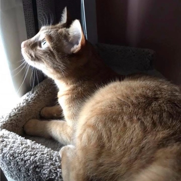 gingercatzrule